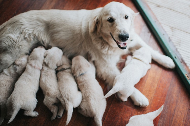 Dogs Give Birth A Year