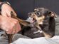 What Do Dogs Hate?