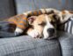 Where Dogs Sleep: Top Tips