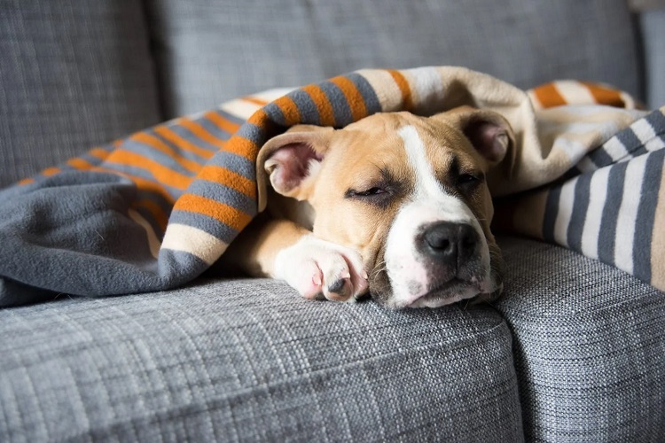 Dogs Sleep