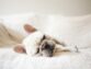 Why Do Dogs Snore?