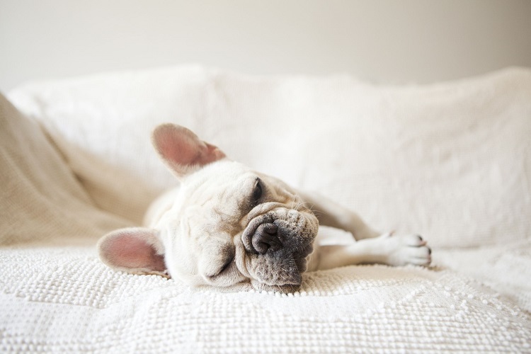 Dogs Snore