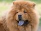 Learn About The Types Of Dogs With Thick Hair