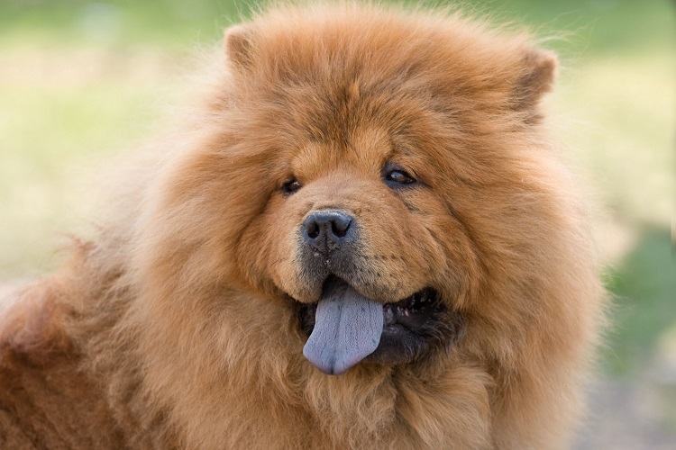 Dogs With Thick Hair