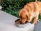 Eating Dogs At The Age Of 3 Months: Information That May Interest You