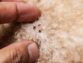 Fleas On Dogs: Causes And Treatment
