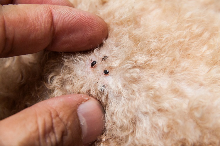 Fleas On Dogs