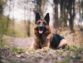 German Shepherd Dogs: Everything you need to know