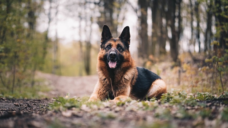German Shepherd Dogs