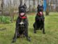Learn About The Types Of Guard Dogs