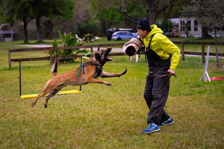 Guard Dogs Be Trained