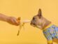 Maintaining Your Dog’s Gut Health