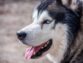 How Long Do Huskies Live?