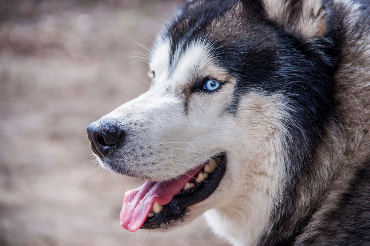 Huskies Live