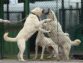 Kangal Or Kangal Dogs: The Most Important Facts And Information