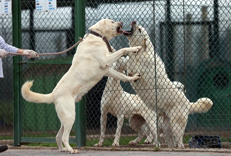 Kangal Dogs