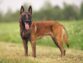 Everything That Interests You About Malinois Dogs