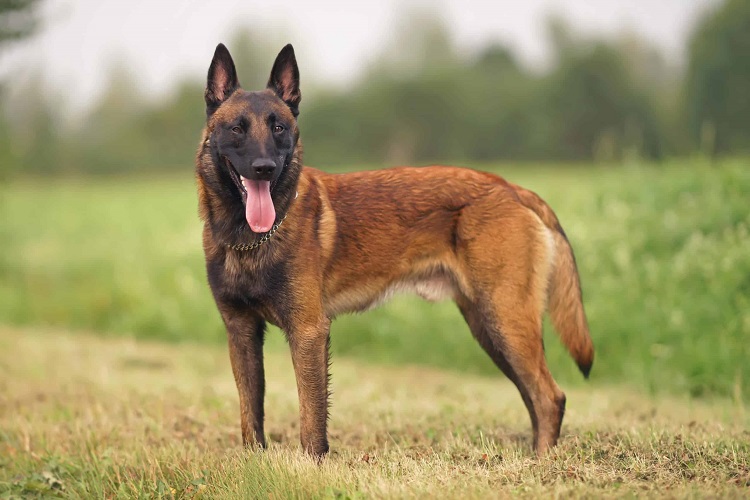 Malinois Dogs
