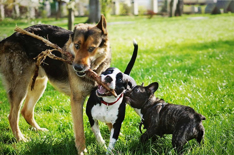 Most Famous Types Of Dogs