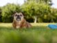 The Benefits of Spaying or Neutering Your Dog