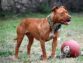 How Many Puppies Do Pitbull Dogs Give Birth To?