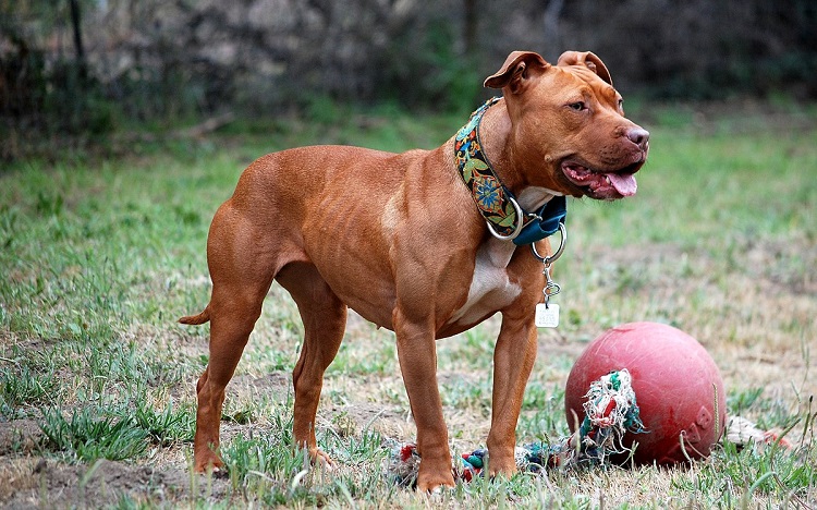 Pitbull Dogs