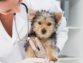 Rapid Breathing In Dogs: Causes And Treatment