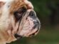 The Cause Of Red Eyes In Dogs