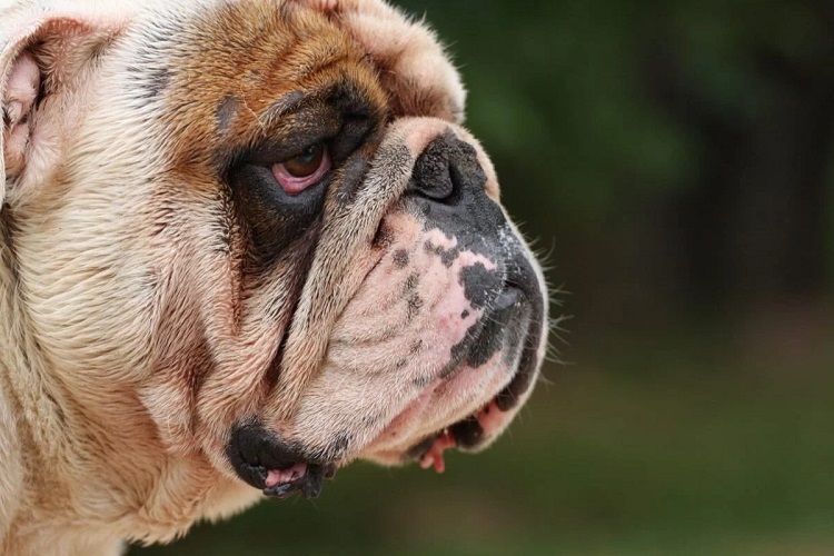Red Eyes In Dogs