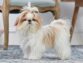 Information About Shih Tzu Dogs