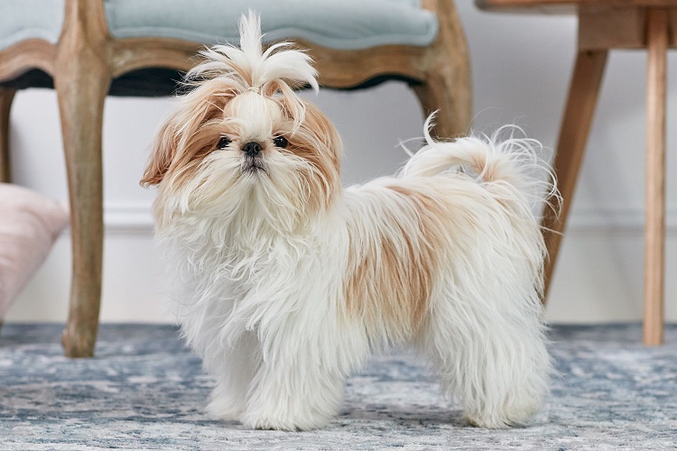 Shih Tzu Dogs