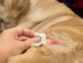 Skin Eczema In Dogs: Causes And Treatment
