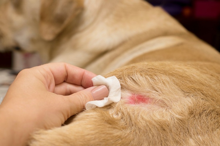 Skin Eczema In Dogs: Causes And Treatment Skin Eczema In Dogs