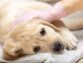 Symptoms Of Parvo In Dogs