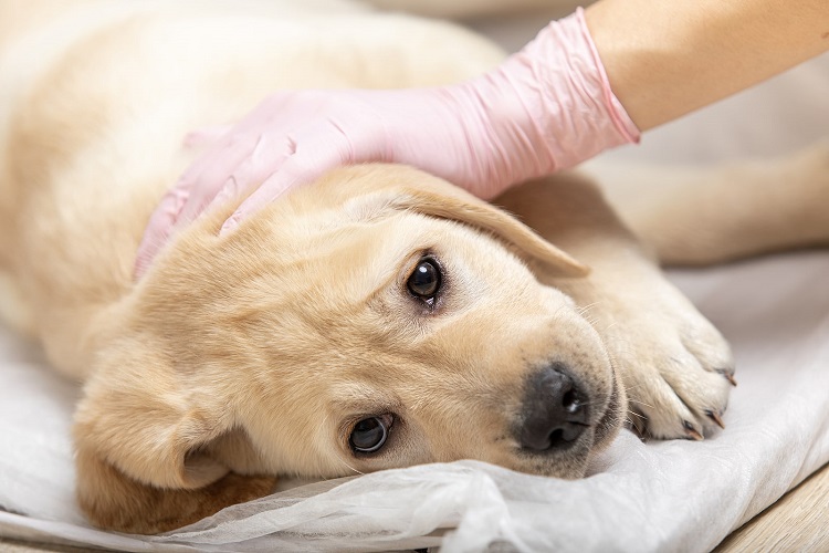 Symptoms Of Parvo In Dogs