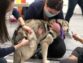 Symptoms Of Rabies In Dogs