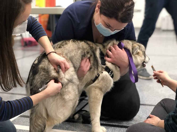 Symptoms Of Rabies In Dogs