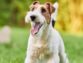 What Are The Types Of Terrier Dogs?