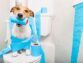 What Is The Appropriate Age For Toilet Training Dogs?