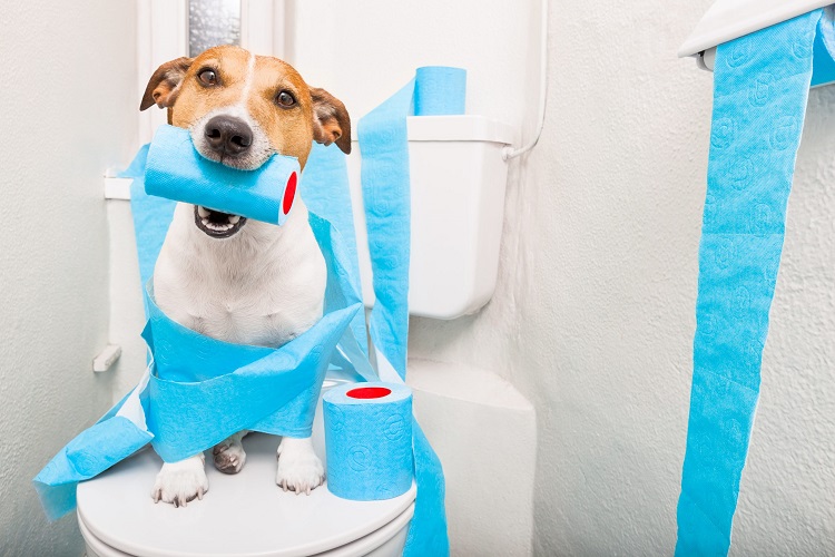 Toilet Training Dogs