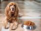 Treating Anorexia In Small Dogs