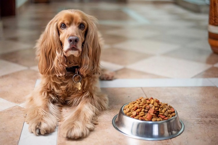 Treating Anorexia In Small Dogs