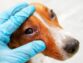 Treating Canine Eye Inflammation