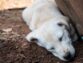Treating Canine Plague