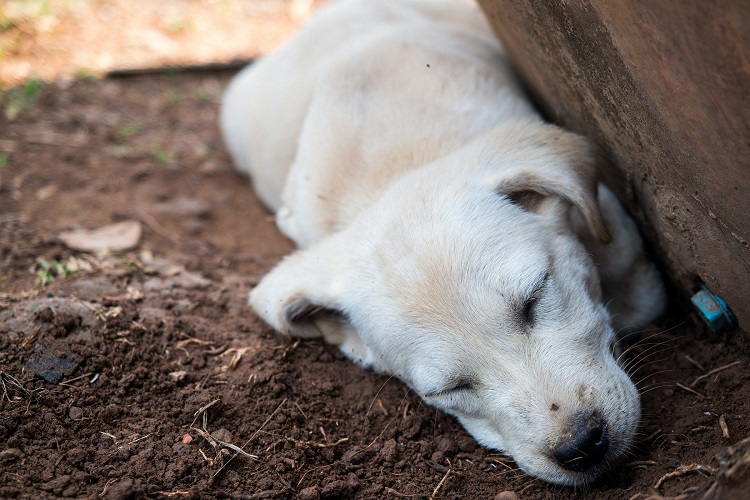 Treating Canine Plague