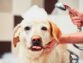 Treating Dandruff For Dogs: The Most Important Facts