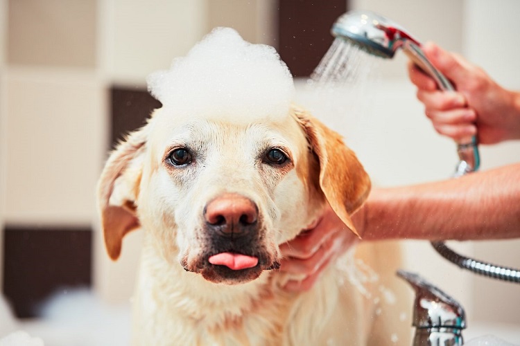 Treating Dandruff For Dogs: The Most Important Facts Treating Dandruff For Dogs
