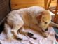 Treating Dog Hair Loss