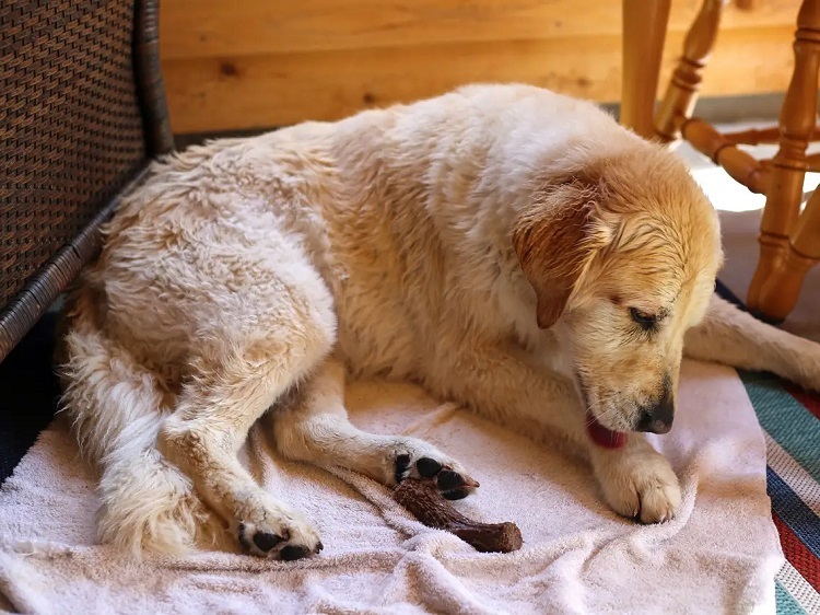 Treating Dog Hair Loss