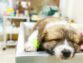 Treatment Of Parvo In Dogs